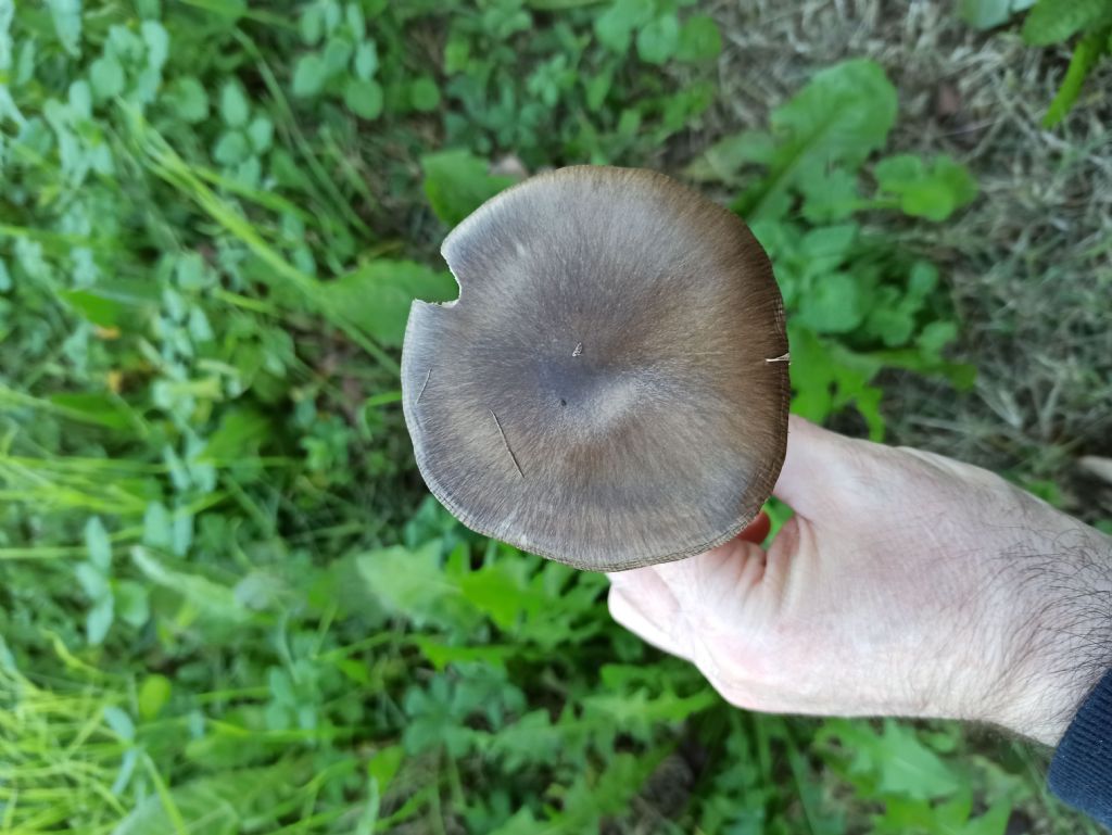 Funghi in campagna